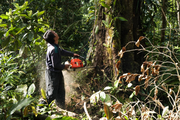 Trusted Bradley Gardens, NJ Tree Removal Experts