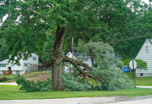 How Our Tree Care Process Works  in  Bradley Gardens, NJ